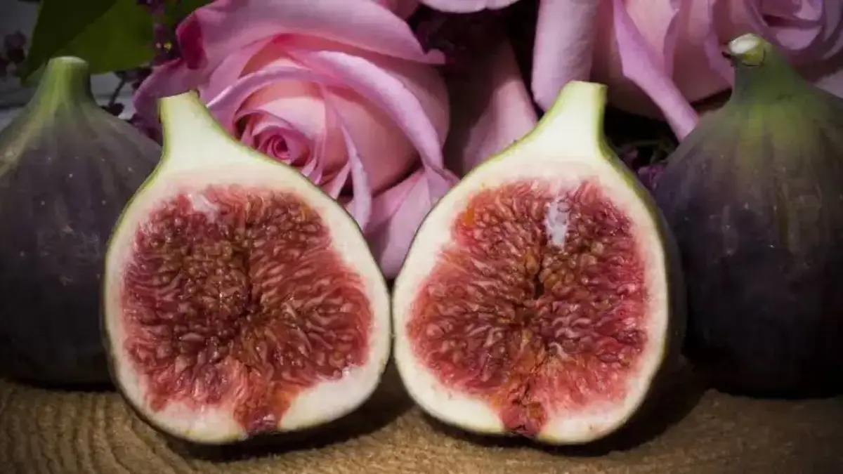 Manfaat Buah Bit