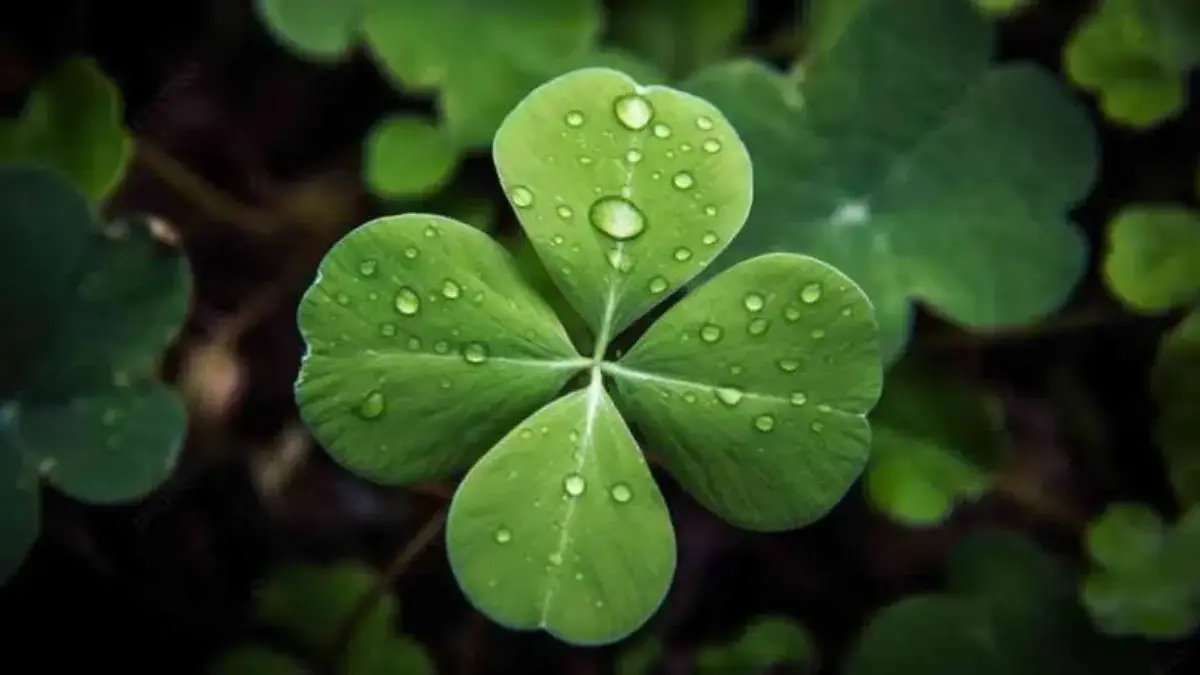 Four Leaf Clover Simbol Keberuntungan