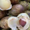Mengenal Buah Matoa Asal Papua