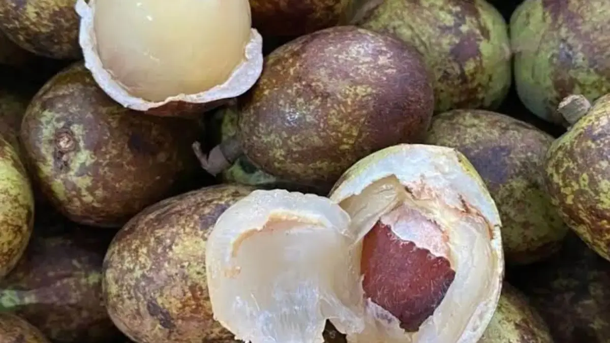 Mengenal Buah Matoa Asal Papua