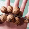 Mengenal Buah Manau atau Buah Rotan