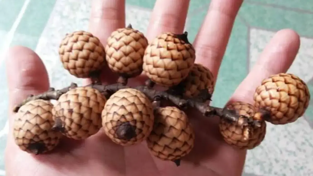 Mengenal Buah Manau atau Buah Rotan