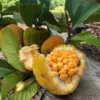Manfaat Buah Keledang
