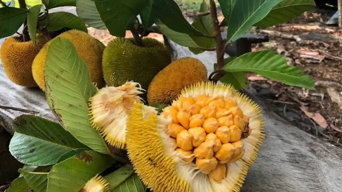 Manfaat Buah Keledang