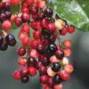 Manfaat Buah Buni