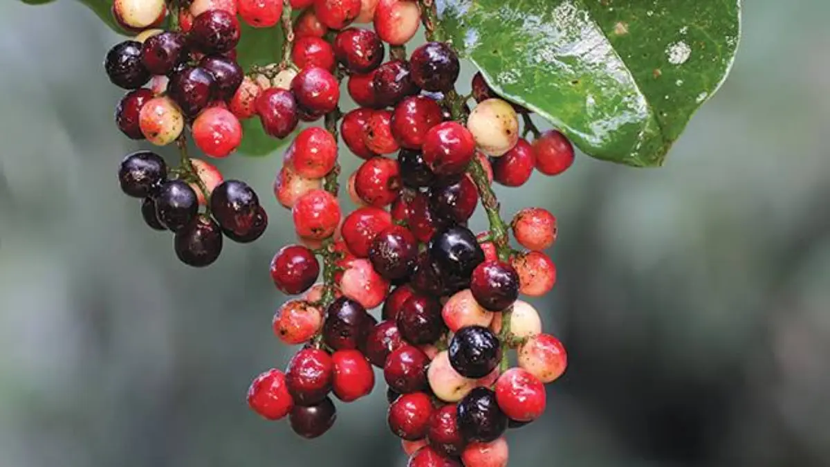 Manfaat Buah Buni