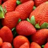 Manfaat Buah Stroberi untuk Kesehatan