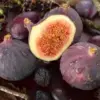 Sejarah dan Kandungan Buah Bit