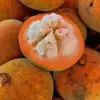 Buah Tropis Kecapi