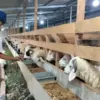Maharani Farm Pastikan Ketersediaan Hewan Kurban 