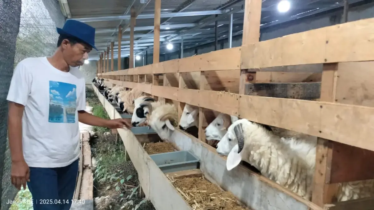 Maharani Farm Pastikan Ketersediaan Hewan Kurban 