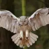 Kenapa Burung Hantu Terbang Tanpa Suara