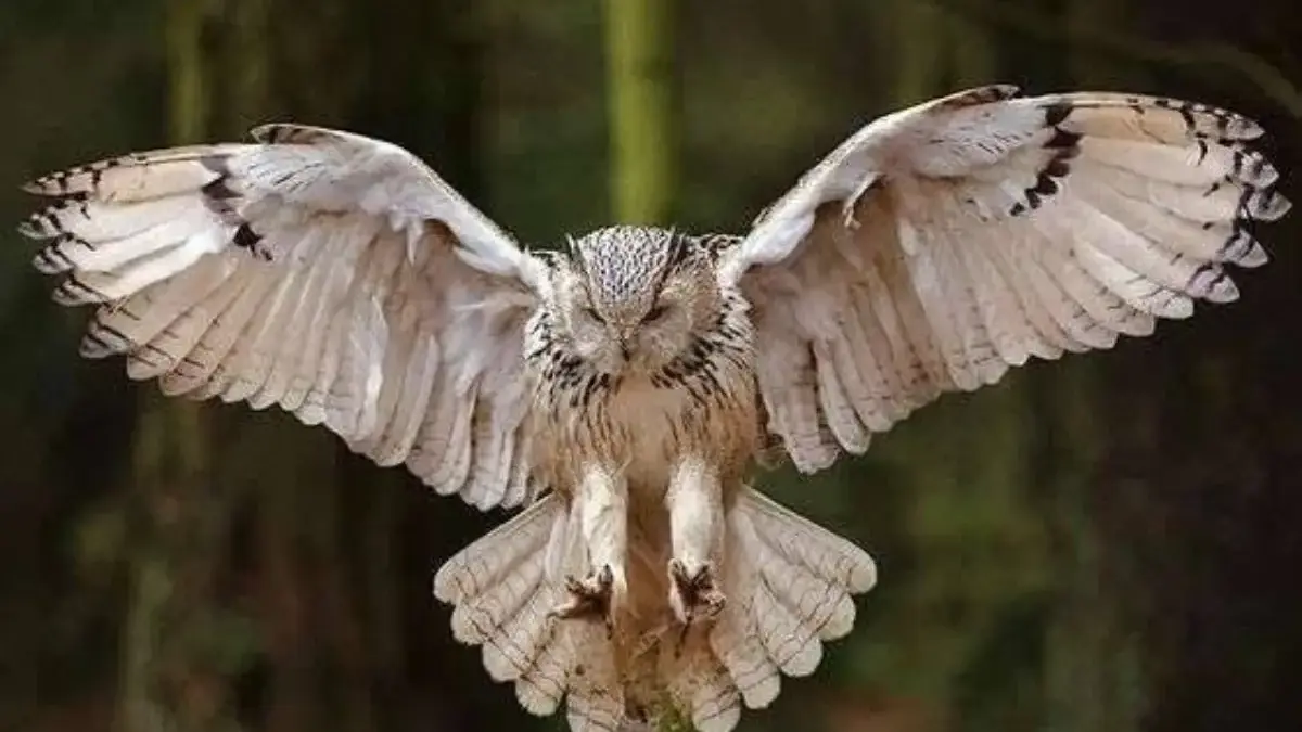 Kenapa Burung Hantu Terbang Tanpa Suara
