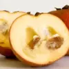 Manfaat Buah Bisbul