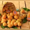 Buah Tropis Gandaria Khas Kalimantan