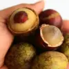 Manfaat Buah Matoa