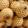 Manfaat Buah Manau atau Buah Rotan untuk Kesehatan