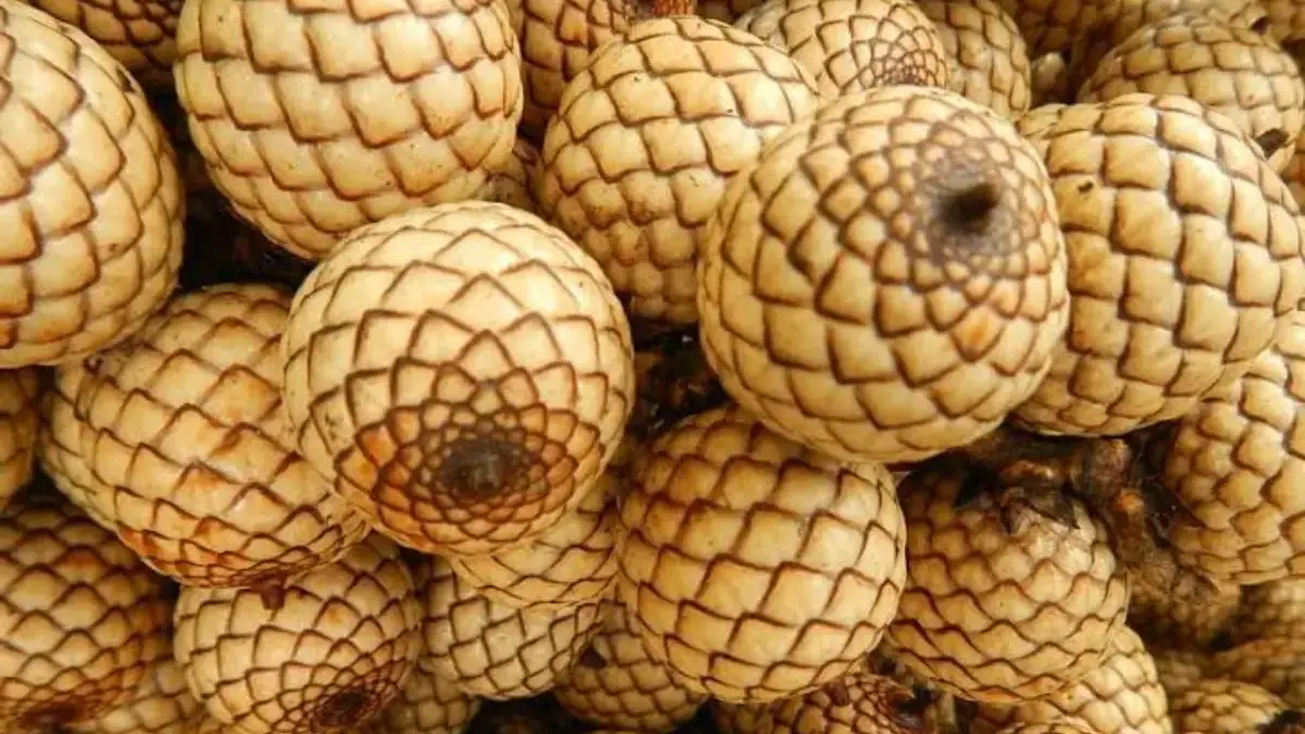 Manfaat Buah Manau atau Buah Rotan untuk Kesehatan