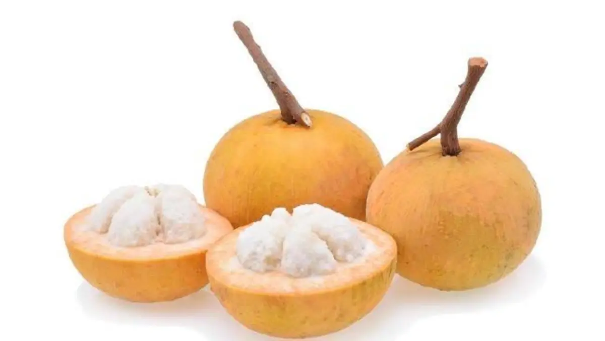 Manfaat Buah Kecapi untuk Kesehatan