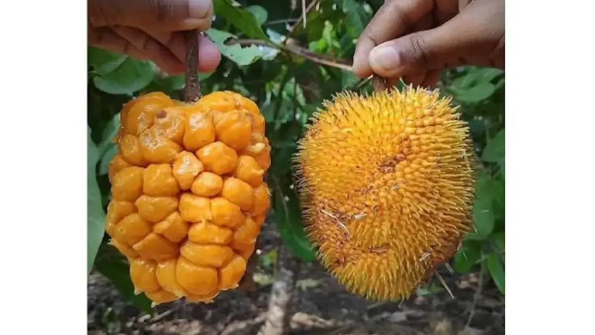 Mengenal Buah Keledang