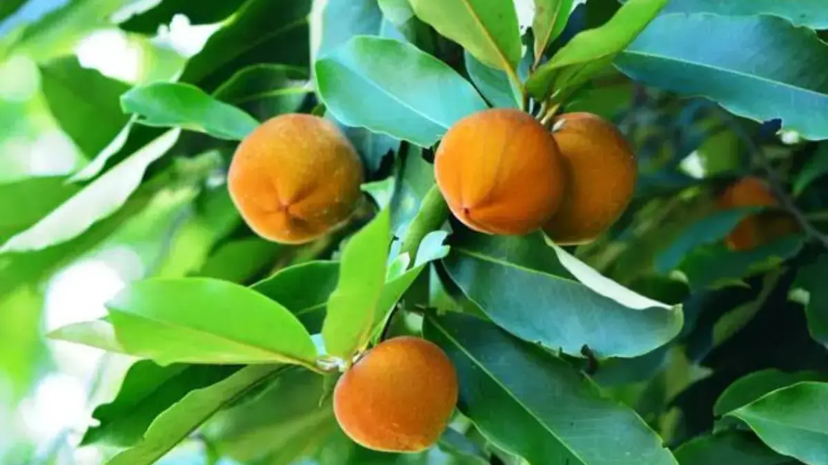 Sejarah Buah Bisbul