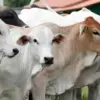 Dinas Peternakan dan Perikanan Kabupaten Purwakarta