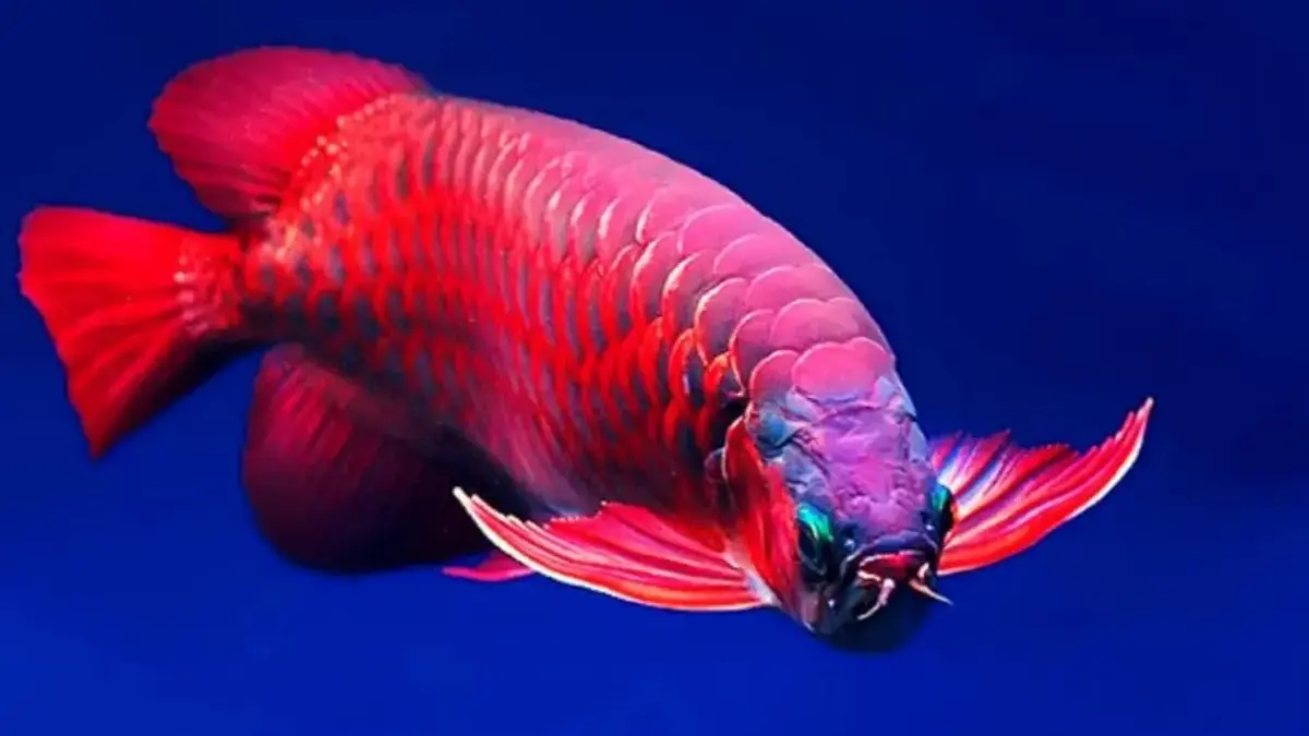 Ikan Arwana pembawa rezeki.