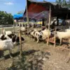 Idul adha karawang