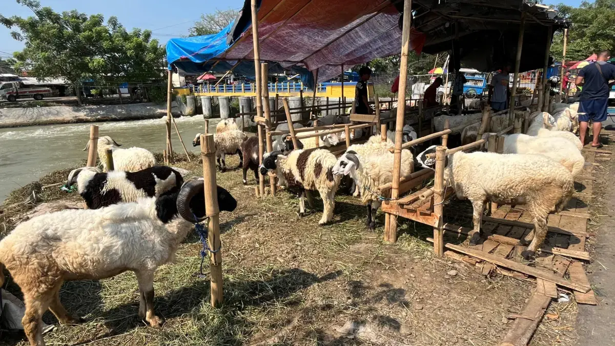 Idul adha karawang