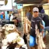 kulit kurban