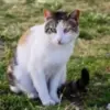ilustrasi Tips Jitu Cegah Kucing Liar BAB
