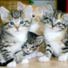 Rata-rata Umur Kucing