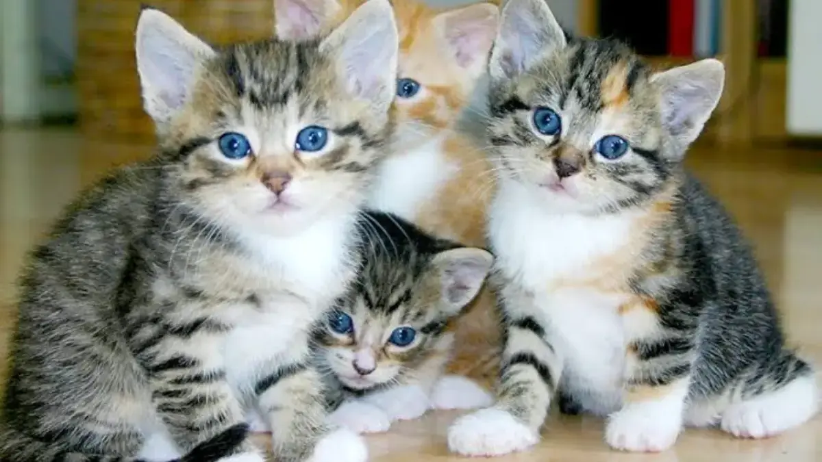 Rata-rata Umur Kucing