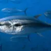 Kenapa Ikan Tuna Harus Terus Berenang Untuk Tetap Hidup