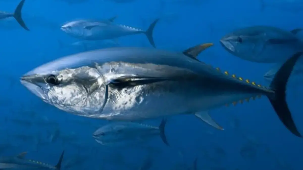 Kenapa Ikan Tuna Harus Terus Berenang Untuk Tetap Hidup