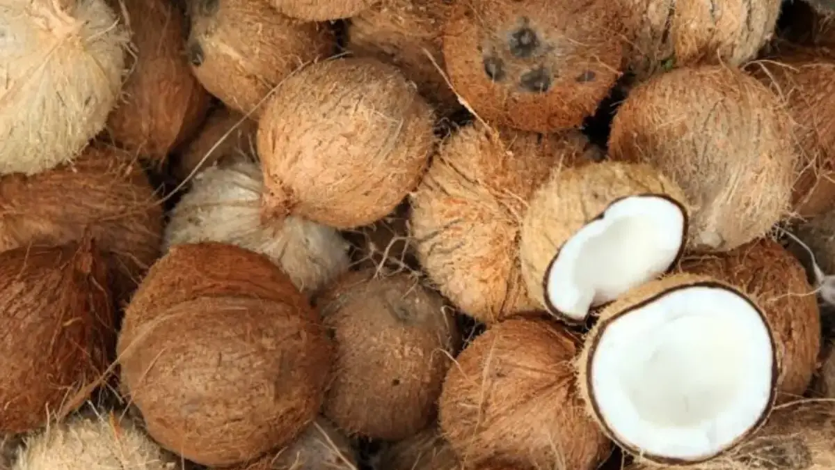 Impor Kelapa Indonesia ke China