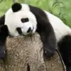Berapa Lama Umur Panda