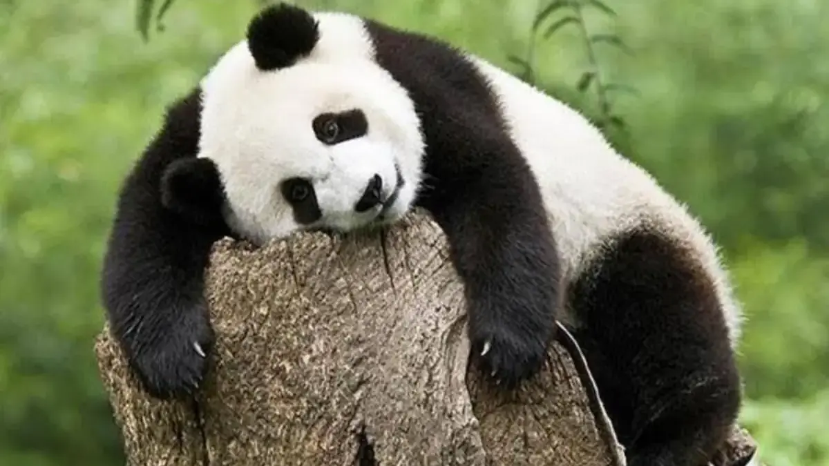 Berapa Lama Umur Panda