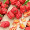 Cabe Carolina Reaper Lebih Pedas dari Semua Cabe