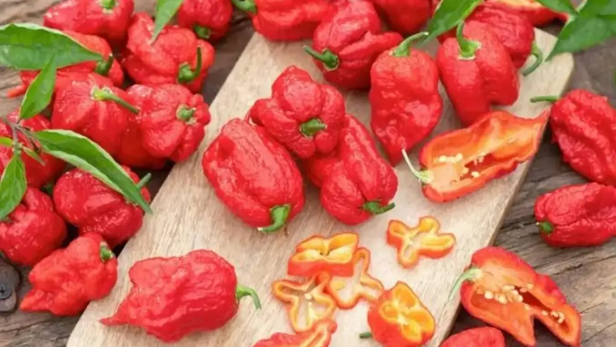 Cabe Carolina Reaper Lebih Pedas dari Semua Cabe