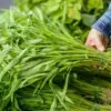 Kangkung di Amerika Dianggap Hama