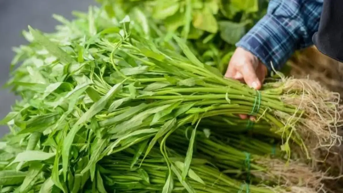 Kangkung di Amerika Dianggap Hama