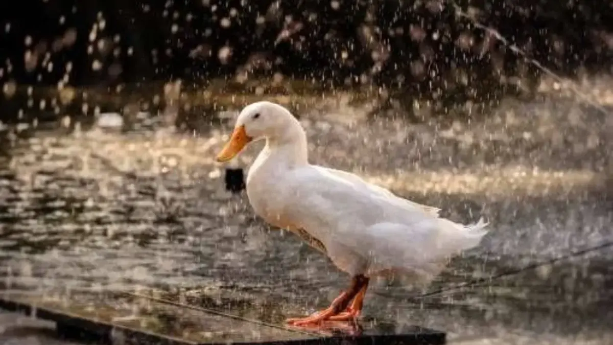 Alasan Kenapa Bebek Diam Saat Hujan