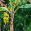Pisang Bukan Pohon, Tapi Rumput Raksasa