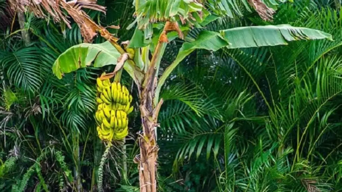 Pisang Bukan Pohon, Tapi Rumput Raksasa