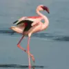 Flamingo Lebih Stabil Berdiri Satu Kaki Daripada Dua Kaki