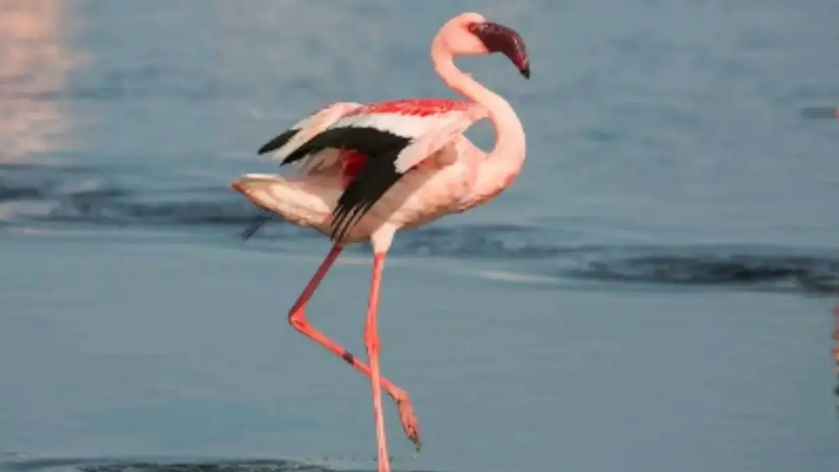 Flamingo Lebih Stabil Berdiri Satu Kaki Daripada Dua Kaki