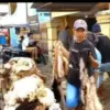 Kulit domba