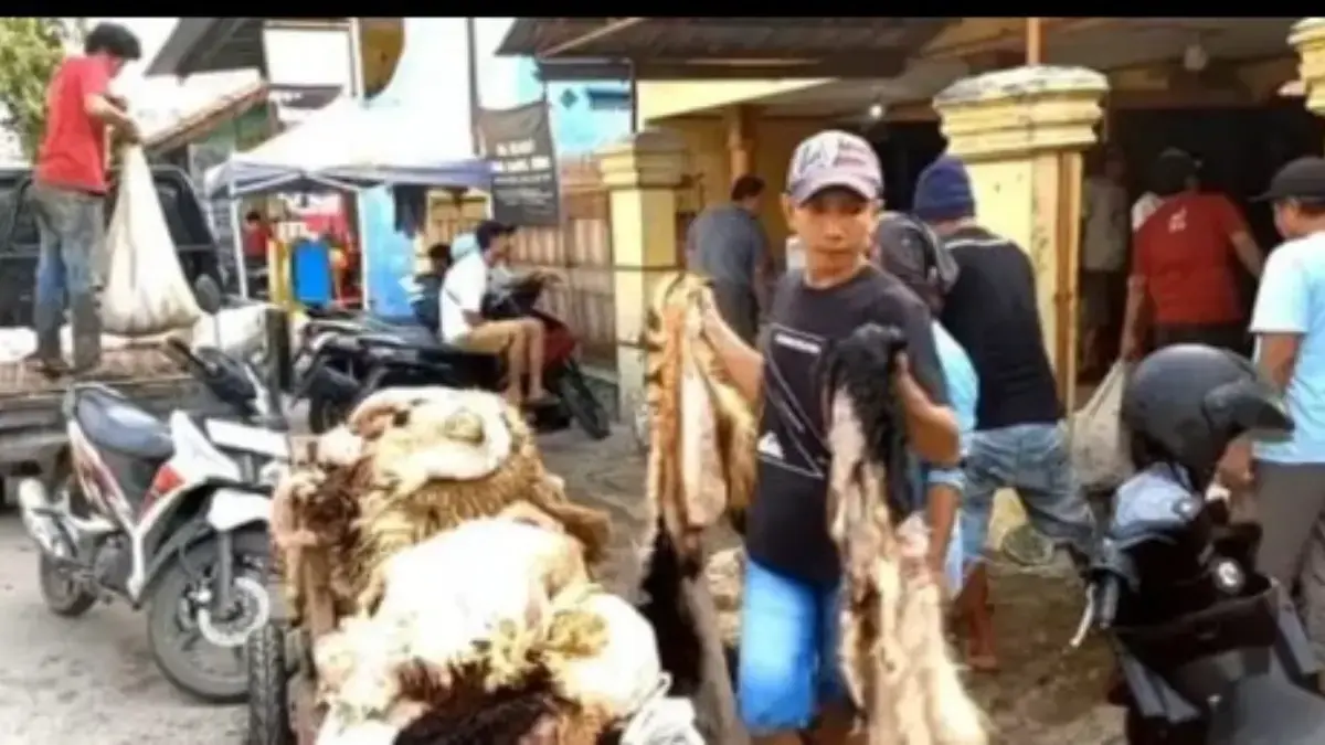 Kulit domba