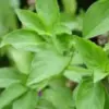 Cara Memanen Daun Kemangi